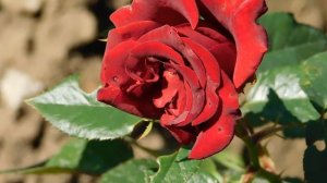 22==09==2025  ПВН  КМР   (233)