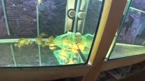 УБОРКА НА РАЗВОДНЕ И ВЫВОДОК МЕЧЕНОСЦЕВ