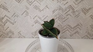 Сансевиерия Самурай Дварф Sansevieria Samurai Dwarf #sansevieria #сансевиерия #plants #ханни #green