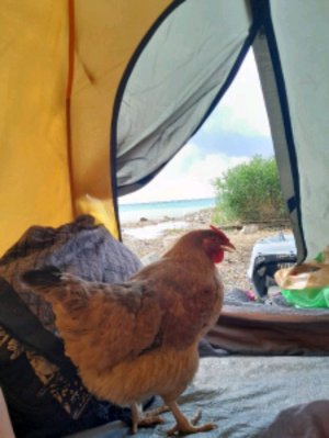 Цыпа-путишественница