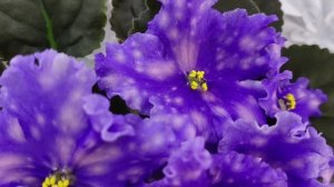 Фиалка МТ-XXL Эльф