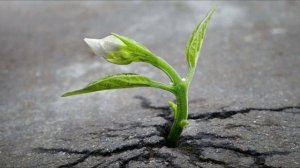 Бог послал весну (на стихи Людмилы Свирской)