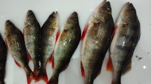 Рыбалка на Ахтубе по хищнику удалась. Чайка показала где рыба .