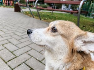 просто Кисена трансляция после недели отсутствия