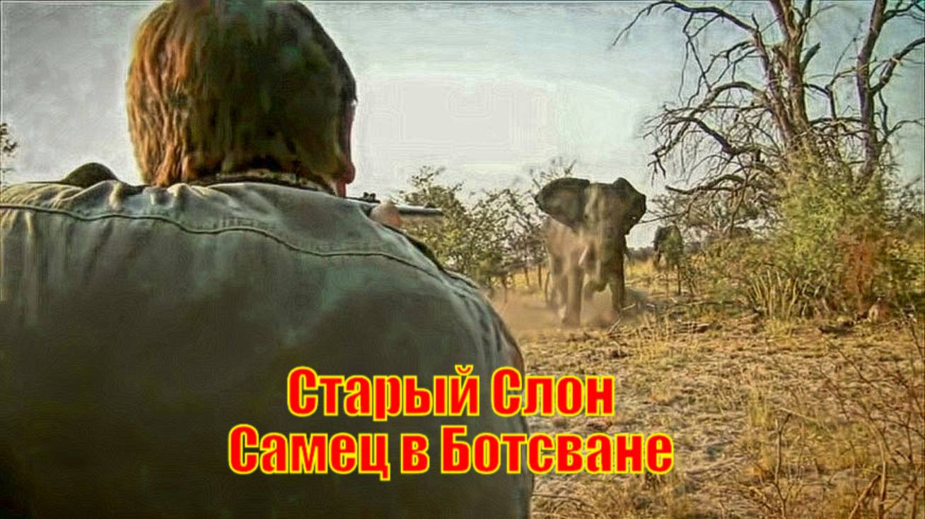 Старый Слон Самец в Ботсване
