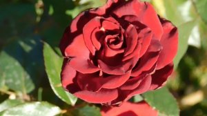 22==09==2025  ПВН  КМР   (227)