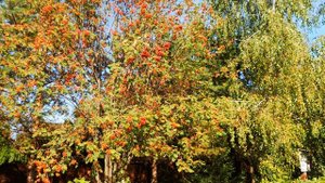 Огонь - алмаз рябина