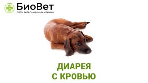 Диарея с кровью