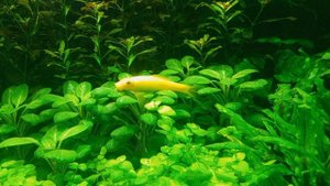 Черепаха на голове крокодила и другие приключения. Воронежский океанариум