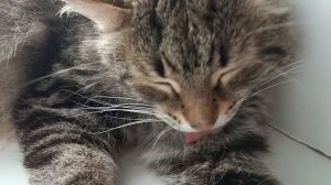 Очень редкий и уникальный кот, редкая порода