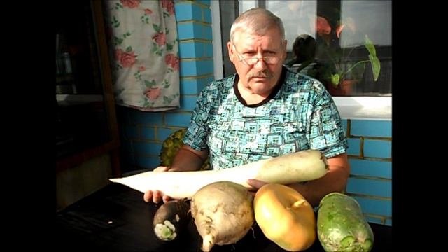 Дайкон сорт ДРАКОН