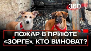 Смертельный пожар в приюте животных «Зорге»: кто виноват в произошедшем