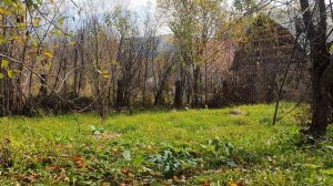 Золотая пора во дворе...