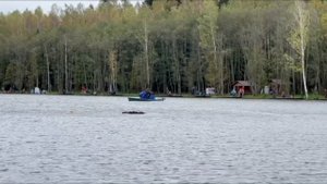 Зарыбление водоема форелью