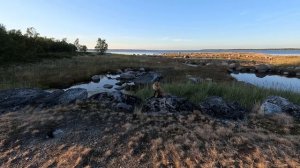 Соловки.Лисы.2025