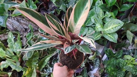 Большое поступление комнатных растений. видео от 7декабря 2023г.