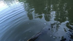 🎣ПОКА🎣fishing#туризм#природа#ловля#рыбалка#щука#ловлящуки#ночевка#Чулым#река#спиннинг