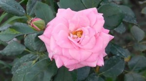 24=09=2025  кмр  ПВН   (4)