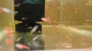 29 НЕРЕСТОВИКОВ ДЛЯ ДАНИО