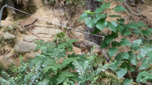 Волчья Дорога