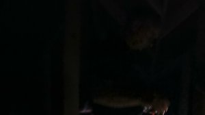 охота на мышей-2.