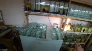 ЗАБРАЛ НЕОНА С ХОРОШЕГО НЕРЕСТА