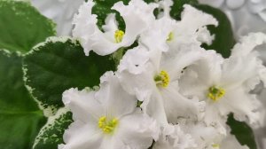 Фиалка ЛИС-Поиграй Снежинками