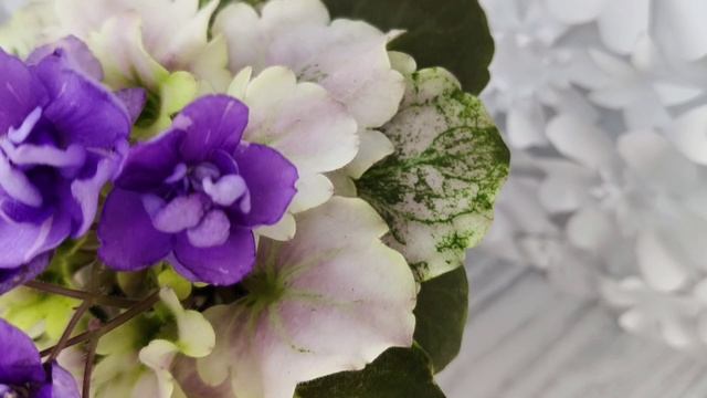 Фиалка АВ-Корзиночка с Ежевикой