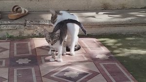 Милая забота  кошек