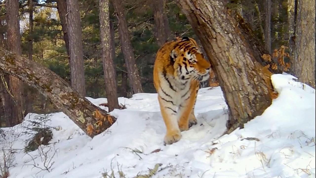 На Дальнем Востоке отмечают День тигра