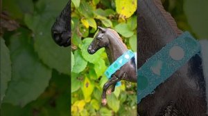 Фильм принцесса и Черномор 1 часть лошади коллекта