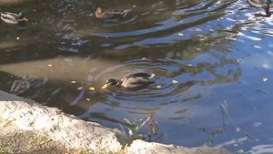 Пернатые жители Санкт-Петербурга.