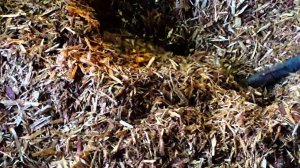 Глубокая подстилка для свиней с ЭМ-препаратом (Березовый Свинокомплекс, г. Чита)