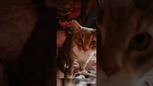 САМЫЙ КРАСИВЫЙ КОТИК В МИРЕ#САМЫЙ МИЛЫЙ КОТИК В МИРЕ#РИЧЧИ МЯВКИН#BABYCAT#LUCK#DREAM#SWEET#TOP#TREND