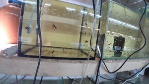 МАНКА НАПАЛА НА ПЕТУШКОВ И РАЗНОЕ С РАЗВОДНИ