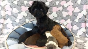 Позднее утро с семейкой ши-тцу