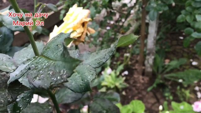 Что цветёт в конце сентября.