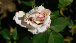 22==09==2025  Ъ  ПВН  КМР   (109)