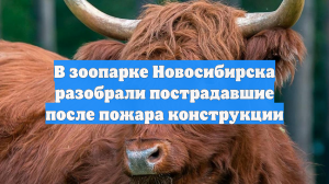 В зоопарке Новосибирска разобрали пострадавшие после пожара конструкции