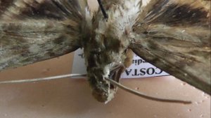 БРАЖНИКИ: 654. Xylophanes zurcheri