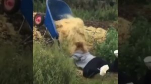 Прикольные видео