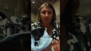 Спасение котенка с дороги с продолжением