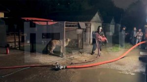 При пожаре в московском питомнике погибли 13 собак