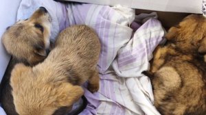 бесплатно гладким щенков и котят