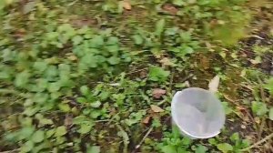В деревне у бабушки, собираю яблоки 27-09-2025