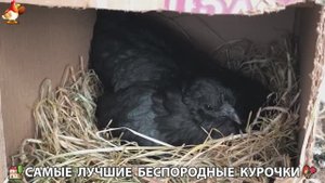 Цыплята и Курочки селяночки лучшие беспородные несушки 🥚 (333)
