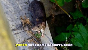 Началась работа над экранизацией повести Стивена Кинга «Крыса»