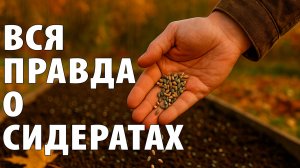 Вся ПРАВДА о посадке сидератов ОСЕНЬЮ 2025