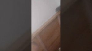 прокачевую в эволюции браинрот