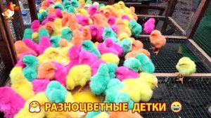 Цыплята и утята милые пушистики растут на радость хозяину (92)